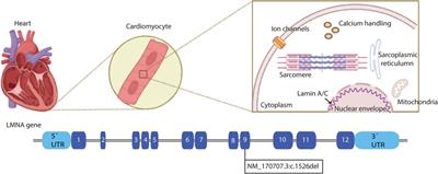 Genomic analysis of a novel pathogenic variant in the gene LMNA associated with cardiac laminopathies found in Ecuadorian siblings: A case report